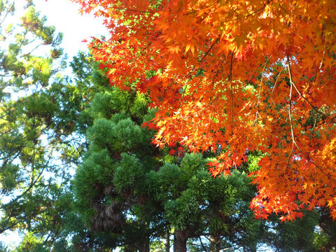 曼殊院道 #紅葉