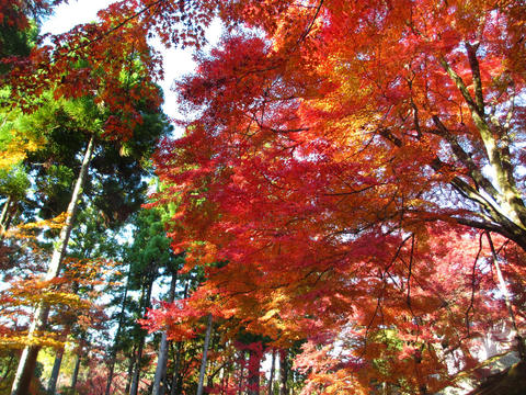 曼殊院道　#紅葉