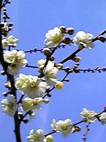 ume.JPG