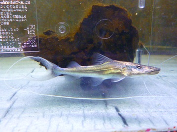 ドラドキャット約１０ｃｍ ２０１８年１０月１８日入荷 ペットのデパート東葛厚木店 観賞魚コーナー