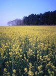 c701336f.jpg