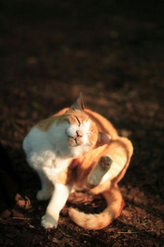 朝の身だしなみ