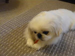 犬ガム大好きペキニーズ