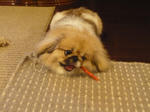 犬ガム大好きペキニーズ