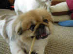 犬ガムを食べるペキニーズ