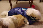 犬服を着たペキニーズ