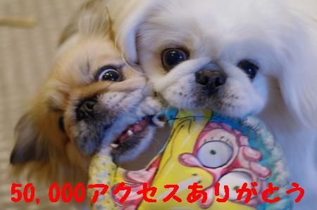 ペキニーズクルーズ＆マーブル