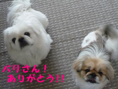 ペキニーズクルーズ＆マーブル