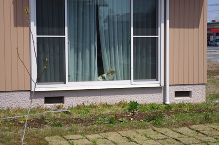 のぞき見ペキニーズ