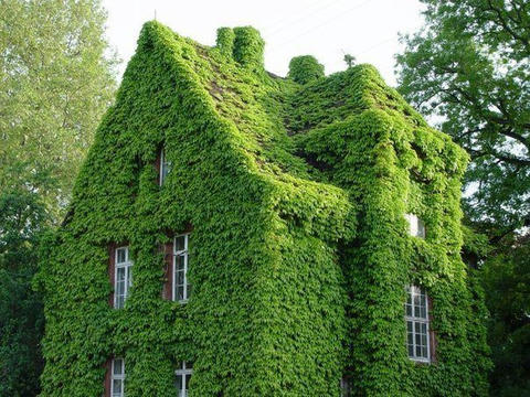 GreenWall.jpg