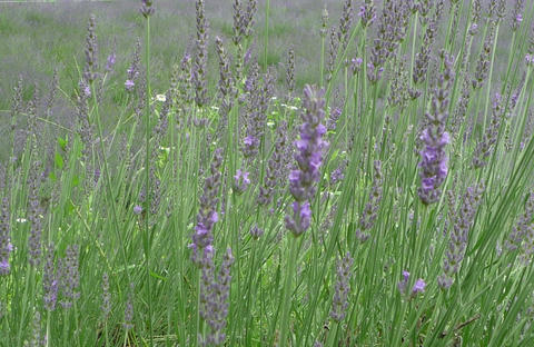 kiyomi-Lavende.JPG