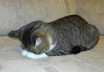 gomen.jpg
