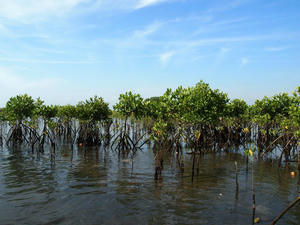 mangrove.jpg