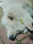 a047.jpg