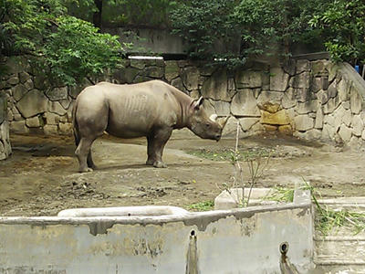 上野動物園_サイ