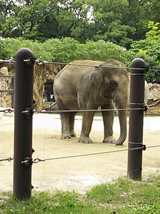 上野動物園_ゾウ