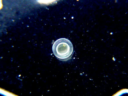 P1000812-2.JPG