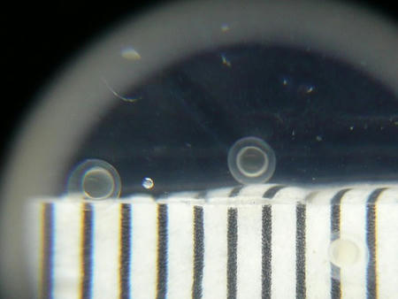 P1000821.JPG