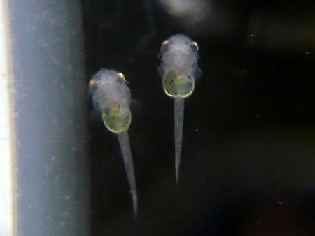 P1010329-1.JPG