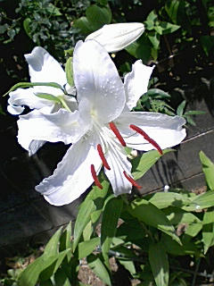 上手に咲けましたー！