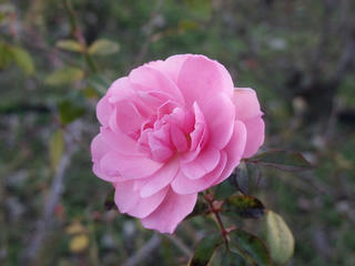 DSCF2050.jpg