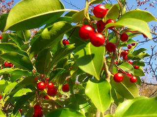 DSCF2241.jpg