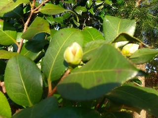 DSCF2246.jpg