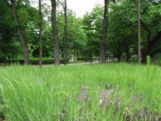 DSCF4951.JPG
