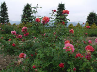 DSCF4947.JPG