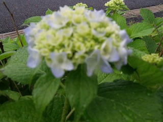DSCF5097.jpg