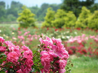 IMG_2666-01.jpg