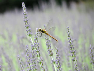 IMG_2695-01.jpg