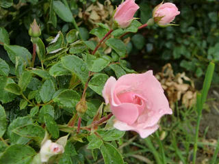 CIMG7964.jpg
