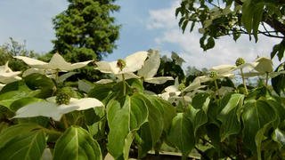 CIMG8137.jpg