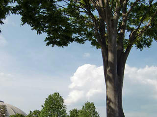 CIMG8196.jpg