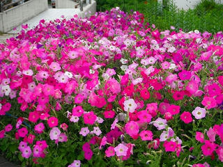 DSCF1300.jpg