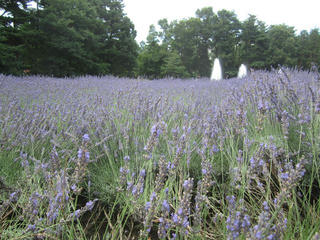 IMG_2449_R.JPG