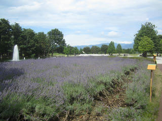IMG_2447_R.JPG