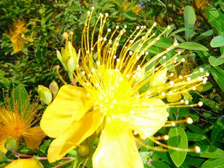 DSCF1383.jpg