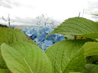 CIMG8709.jpg