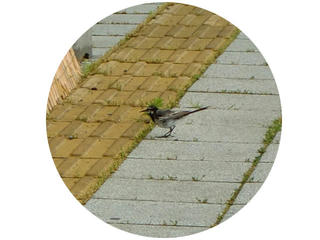 CIMG8703.jpg