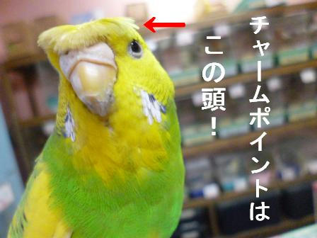 P1010113.JPG