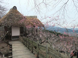 筑波梅林2