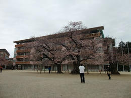 桜真鍋小2
