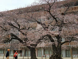 桜真鍋小3