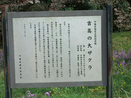 吉高の桜説明