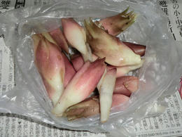 梨園4