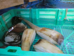 魚平3