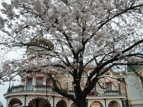 グーフィーのお花見