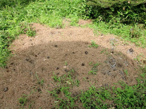 エキウム12062701
